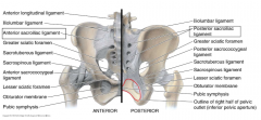 connecting sacrum to pelvis 
iliolumbar ligament
anterior/posterior sacro iliac ligaments


other ligaments (sacrotuberous/sacrospinous etc) create greater/lesser sciatic foramen


like a suspension bridge