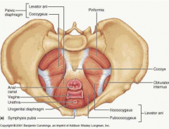 pelvic diaphragm; levator ani muscle and its fascia
funnel with a beak (anus), hole in anterior side (vagina/urethra)


function: supports pelvic viscera and resists downward thrust from increased abdominal pressure (coughing, defacation, labor, h...