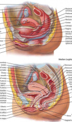 uterus and ovaries (fallopian tubes, round ligament off fundus)
rectum
bladder
vagina
2 pouches: rectouterine and vesicouterine 
pelvic diaphragm (levator ani and superior/inferior fascia)
