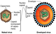 naked virus with icosahedral capsid

envoloped virus with icosahedral capsid

enveloped virus with helical capsid
