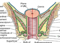 above pelvic diaphragm surrounding vagina
tissue