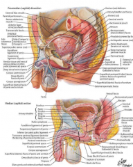 rectum
bladder
prostate gland (below bladder, surrounds urethra)
seminal vesicles
ampulla of vas deferens
1 pouch: rectovesicle 
pelvic diaphragm (levator ani and superior/inferior fascia)  
