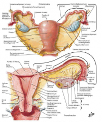 intraperitoneum
broad ligament of the uterus-- membrane holds uterus in place, attaches to pelvis (parametrium- close to uterus, caudinal ligament- at base, hold vessels, mesosalpinx- broad ligament above ovary, mesovarium- attaches to ovary)
fall...