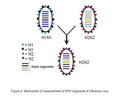 when viruses with segmented genome exchange genetic material

genome has e.g. 8 sperate parts 

-->mechanism in genetic shift
