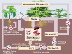 The nitrogen cycle is the biogeochemical cycle by which nitrogen is converted into various chemical forms as it circulates among the atmosphere and terrestrial and marine ecosystems. The conversion of nitrogen can be carried out through both biolo...