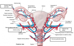 uterine artery to uterus (from internal iliac/hypogastric artery) in floor of broad ligament 
vaginal artery (from internal pudendal artery [from internal iliac])

ovarian artery is special, from abdominal aorta within suspensory ligament, devel...