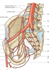 internal iliac artery 
visceral and parietal branches 
anterior: superior/inferior vesicle, uterine/prostatic, superior rectal
posterior: median sacral, lateral sacral, iliolumbal, superior/inferior gluteal
