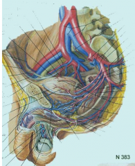 accompany arteries but with greater variation
networks and plexi-- named by region
rectal venous plexus etc.