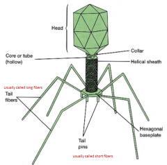 T4 virulent bacteriophage