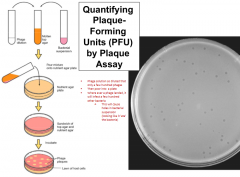 Dilute phage solution and mix with molten top agar and bacterial suspension

Pour mixture onto nutrient agar place

Where ever a phage landed, it will infect a few hundred other bacteria which will cause holes in the bacterial suspension

Can quan...