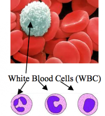 The immune system - Majorly, White blood cells