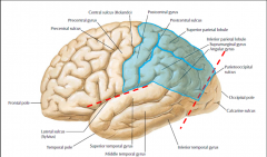The primary visual area is near the 

a. calcarine fissure
b. superior temporal gyrus
c. parietooccipital sulcus
d. temporo-occipital  transition area