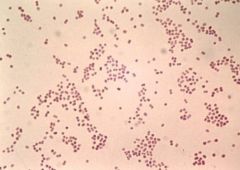 Classify bacteria based on gram stain and shape