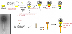 The tail tip is formed using proteins gpJ, gpI, gpL, gpK, gpH, gpG and gpM

The tail tube formed with protein gpV

Then gpU and gpZ will be added that will bind to gpF2 of the head complex, forming the phage particle