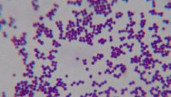 Classify according to gram stain and shape