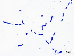 Classify according to Gram stain and shape