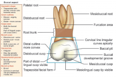 Maxillary 1st molar—buccal aspect