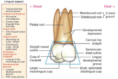 Maxillary 1st molar—lingual aspect
