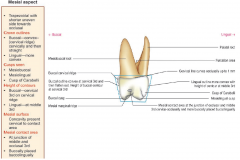 Maxillary 1st molar—mesial aspect