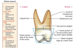 Maxillary 1st molar—distal aspect