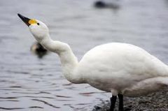 Rheumatoid arthritis: Describe Swan Neck Deformity.