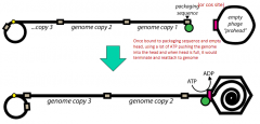 The phage concatemers are cleaved into unit size by enzymes called terminases (green circles) that recognize specific packaging sequences

These are loaded into phage head by portal proteins (pink box) in an energy-dependent (ATP) process

Once h...