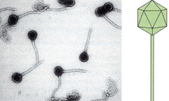 A temperate phage (and a model for lysogeny)