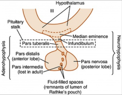 Median Eminence is the beginning of the pituitary  stalk (infundibulum), just below the 3rd ventricle.  Part of it, is outside the Blood-Brain-Barrier.    As such,it is a Circumventricular Organ (CVO), and systemic hormones can regulate it. 


...