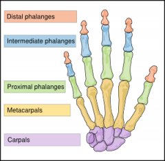 Phalanges.  Including distal, intermediate, and proximal.


 


Meta-carpals.


 


Carpals or carpal bones.