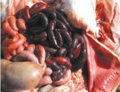 Dark red and distended loops of bowel.


Ulceration of intestinal mucosa.


Serous, blood stained peritoneal fluid.


Pale and friable liver.


Enlarge kidneys.
