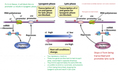 Lysis and lysogeny are controlled by the proteins encoded by cro and cI (AKA lambda repressors) genes

Lambda phage will remain in lysogenic state if cl proteins predominate, but will be transformed into the lytic cycle if cro proteins predominate