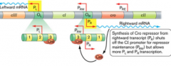 Synthesis of cro repressor from rightward transcription (PR) shuts off the cI promoter for repressor maintenance (PRM) but allows more PL and PR transcription