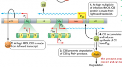 At high multiplicity of infection, cII protein is made from rightward transcription

CIII is also made from leftward transcription

cIII prevents degradation of cII by FtsH proteases

cII accumulates and induces synthesis of cI repressor from pRE