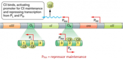 cI binds

Activates promoter for cI maintenance and repressing transcription from PL and PR