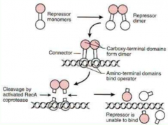 When DNA is damaged, it turns on SOS response when ssDNA is exposed

When RecA becomes activated, the phage stimulates cI repressors to cleave itself causing N-term domain to bind to DNA and C-term domain to be a dimerization domain

When the cI ...