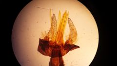 Ph. Arthropoda
cl. insecta
o. diptera
look at the proboscis. has a nasty piecring, core sampler of a mouthpart 