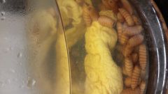 O.diptera
stomach botfly of horses 
larvae are attached to the horses's stomach mucosa 
larvae hatch and enter digestive tract, developing in the stomach over the winter.
the pass with the feces in the spring, pupate, and flies emerge in the su...