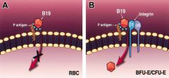 P antigen in RBCs