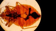 Ph. Arthropoda
cl. insecta
O. Hemiptera
bed bugs
blood feeding true bugs
