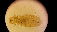 
Ph. Arthropoda
Cl. Insecta
O. Phthiraptera
chewing lice includes these sp:
pediculus
pthirus
menopon
has a large head 