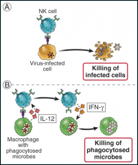 True  NK cells respond to interleukin-12 (IL-12) produced
by macrophages and secrete IFN-g, which activates the macrophages to kill
phagocytosed microbes. 