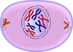 The phase of the cell cycle when chromosomes become visible and the nucleolus and nuclear membrane starts to disappears. Chromosomes pair up.