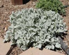 Artemisia stellariana 'Silver Brocade'
