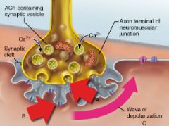 What specific neurotransmitter is released from the axonal terminus as shown in A?
