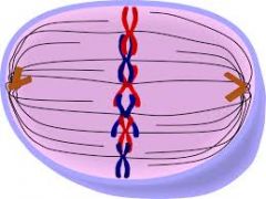 This is the third phase of mitosis. In this phase, the chromosomes line up in the middle of the cell in the spindle fibers.