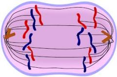 This is the fourth stage of mitosis. In this phase, the duplicated genetic material get seperated ( chromosomes are pulled apart).