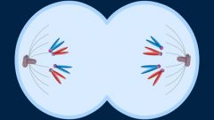 The phase when chromosome sets assemble at the end of each pole as nuclear membrane starts to reform around them.