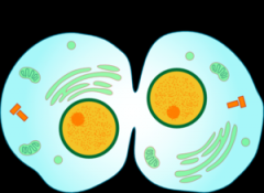 This is the physical process of cell division, which divides the cytoplasm of the parental cell into 2 daughter cells.
