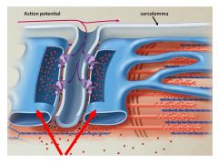 What is being released from these terminal cisternae at either side of the T tubule?
