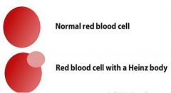 round structures of RBC that represents denatured hemoglobin; Heinz Body anemia; normal in cats(5-10%)